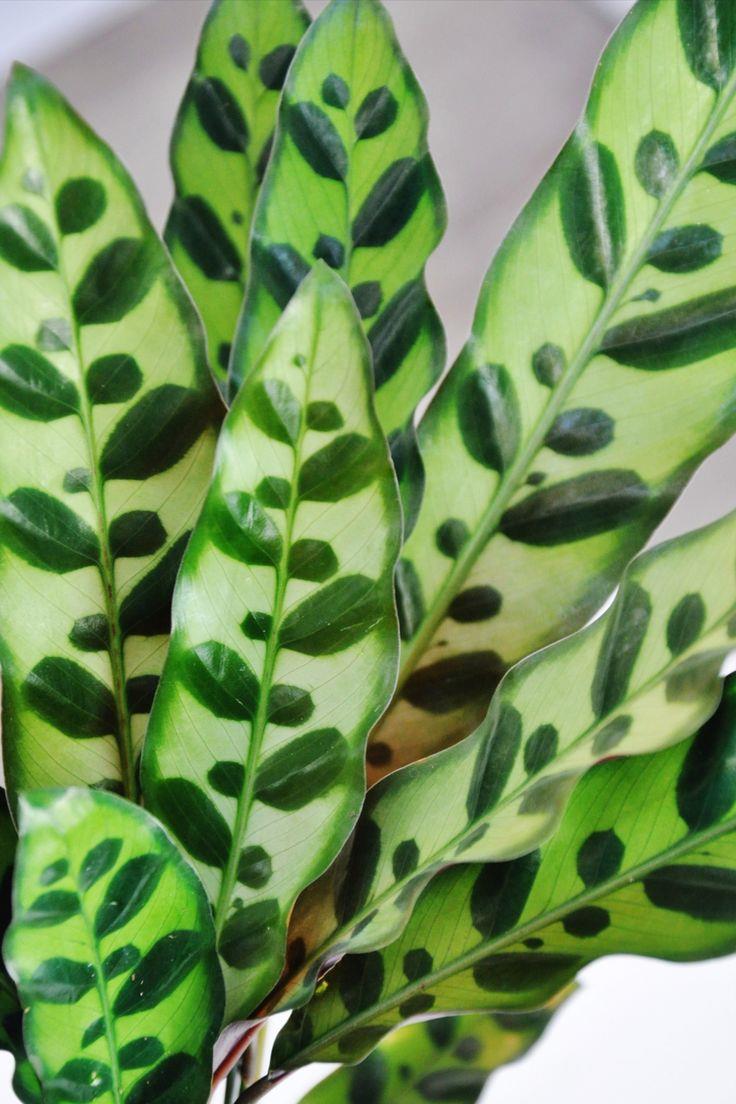 Calathea Lancifolia (Dua Çiçeği)