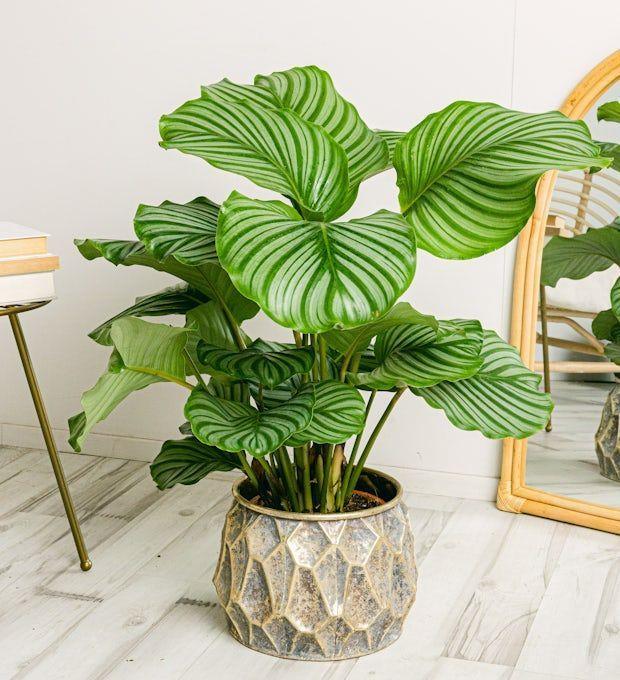 Calathea Orbifolia Large 70 cm (Dua Çiçeği)