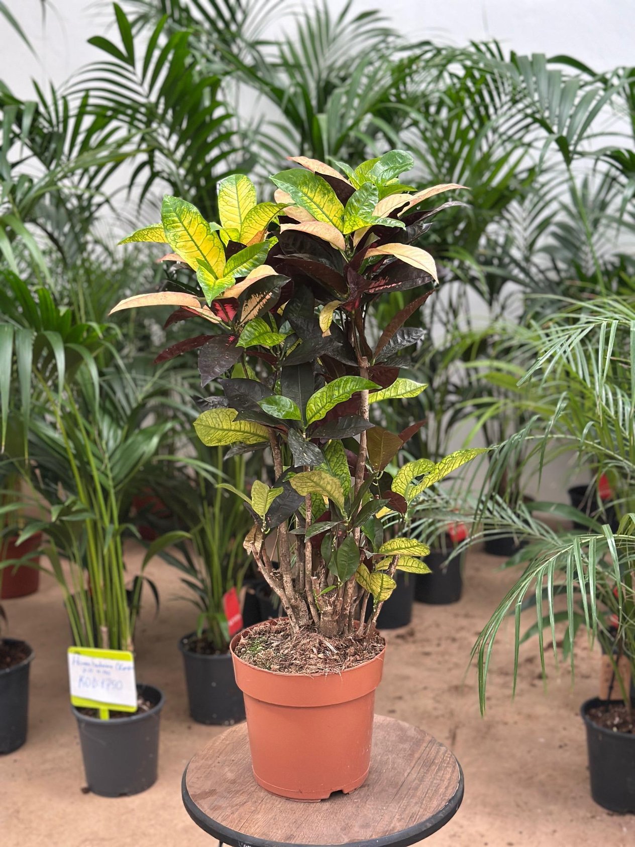 Croton Miss İce Ton 80-90 cm (Anaç Form Kraton)
