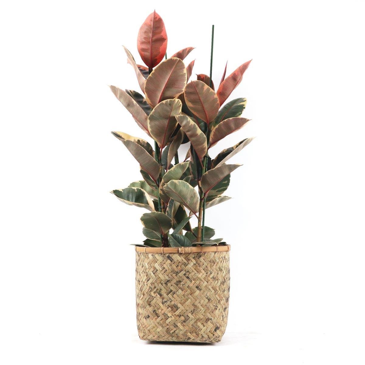 Ficus Elastica Ruby 130-140 cm-2 Gövdeli (Kırmızı Alacalı Kauçuk) 