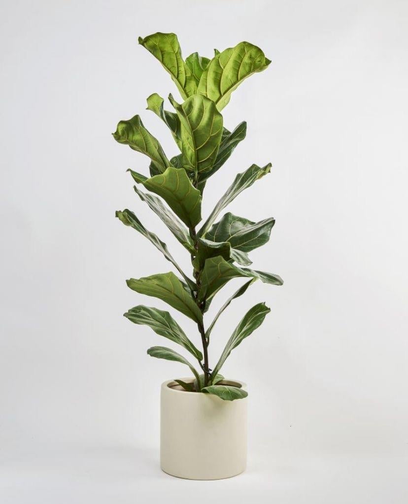 Ficus Lyrata 120-130 cm (Keman Yapraklı Kauçuk)