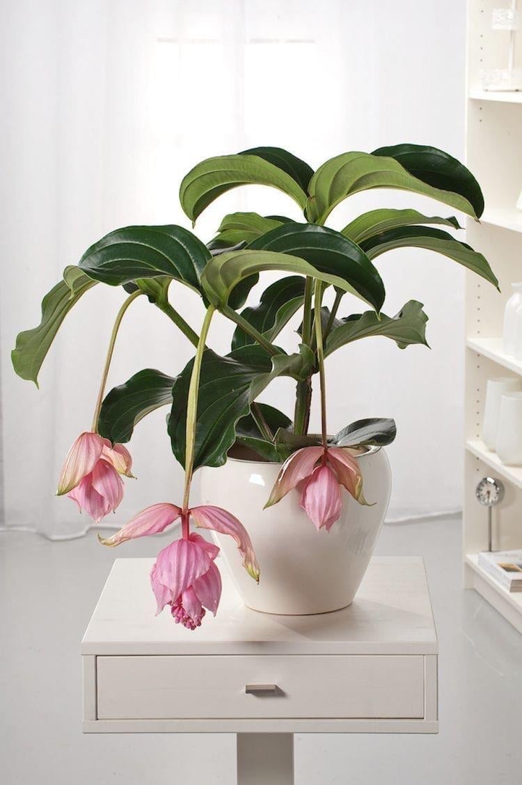 Medinilla Magnificia (Medine Gülü)
