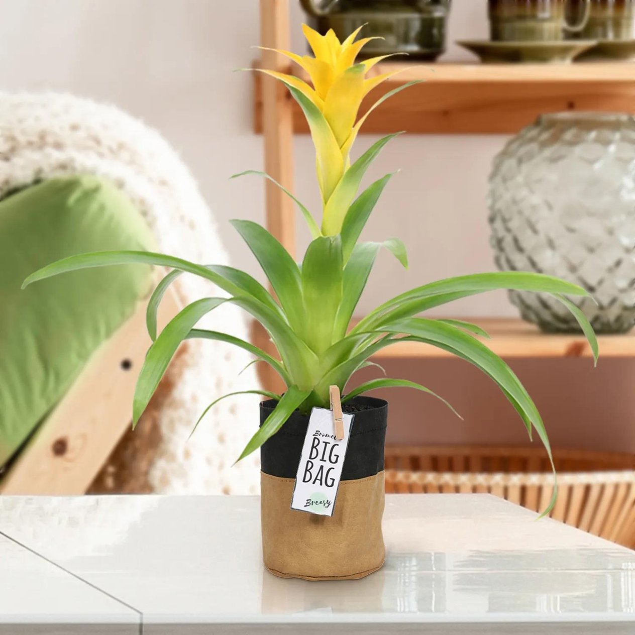 Guzmania Diana (Sarı Guzmania)