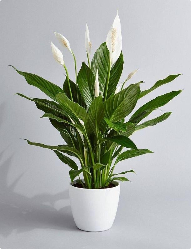 Spathiphyllum (Spatifilium Barış Çiçeği , Yelken Çiçeği)