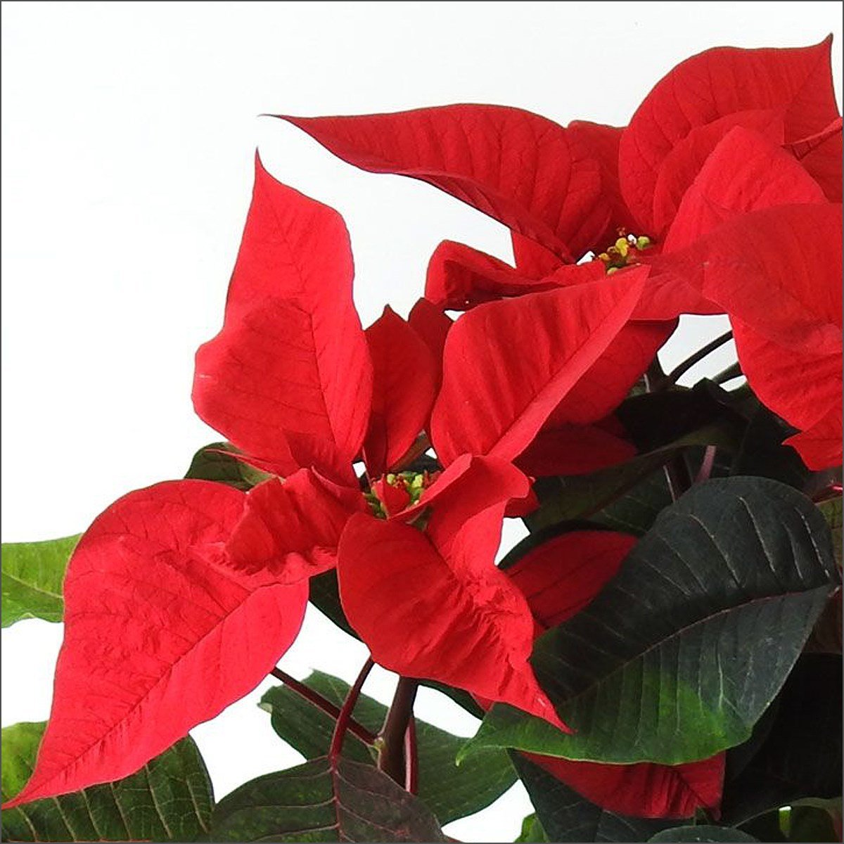 Atatürk Çiçeği - Poinsettia (20-40 Cm)