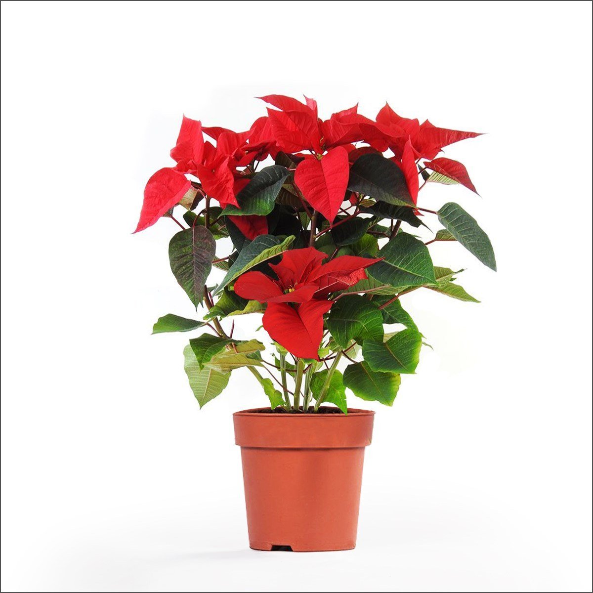 Atatürk Çiçeği - Poinsettia (20-40 Cm)