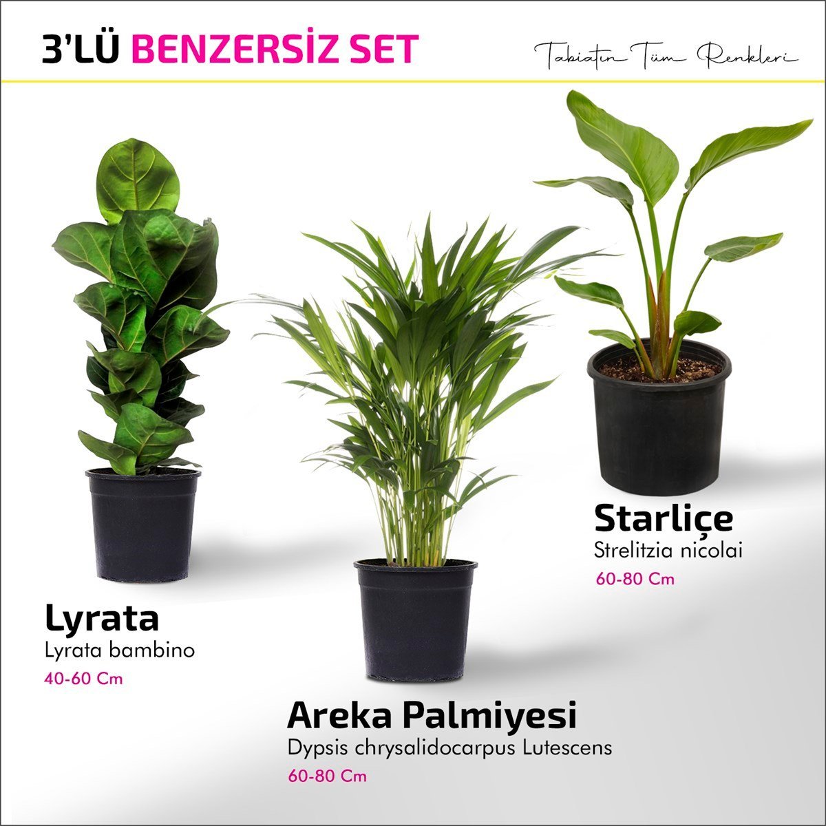 Benzersiz Set - Areka Palmiyesi - Lyrata - Starliçe