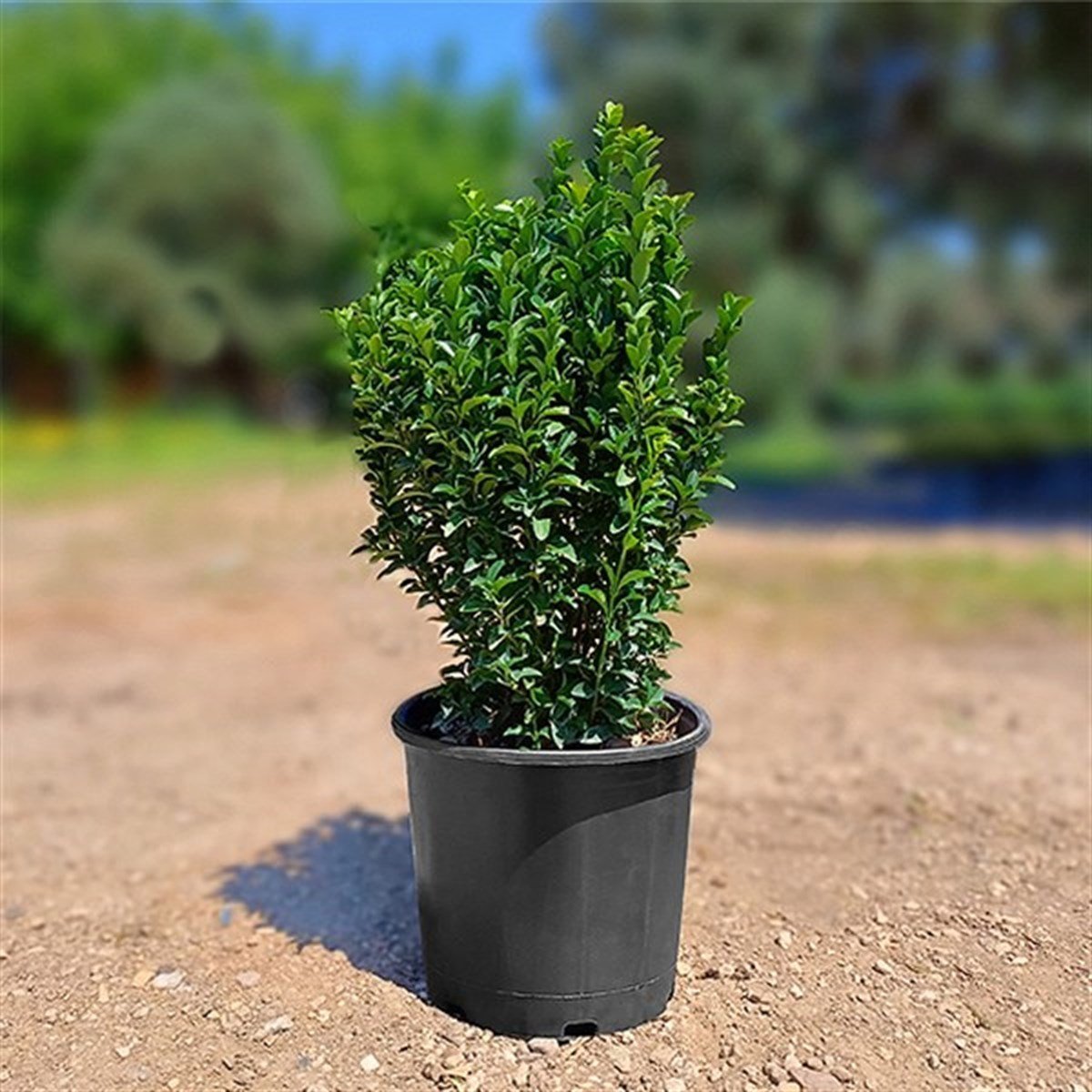 Çalı Formlu Şimşir - Buxus Sempervirens (40 - 60 Cm)