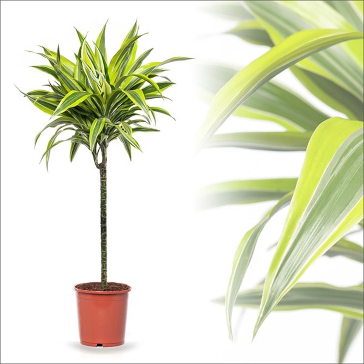 Dracena lemon Lime (80-100 Cm) 