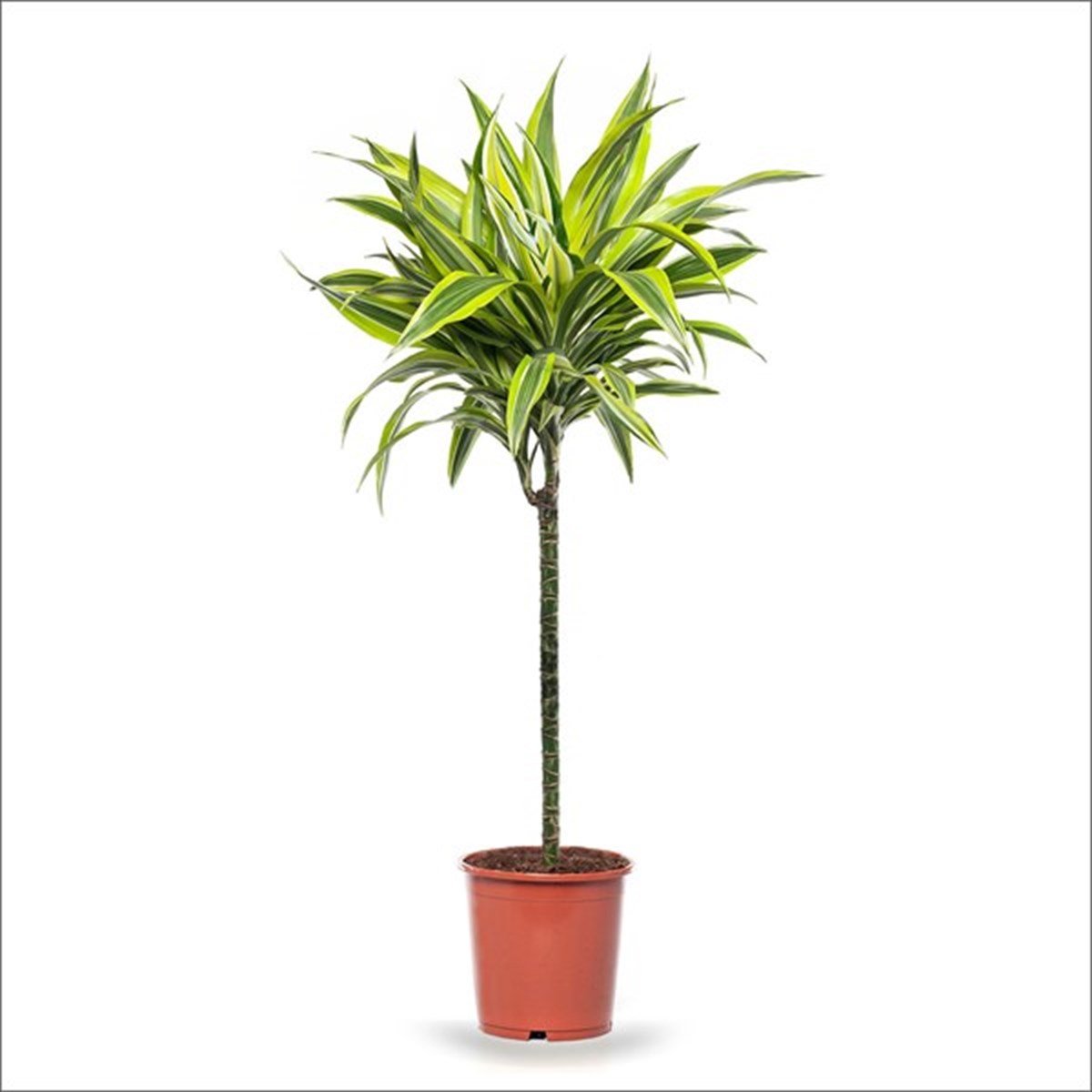 Dracena lemon Lime (80-100 Cm) 