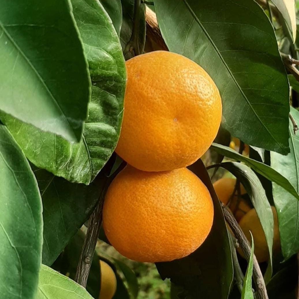MANDALİNA (RİZE) - 1 KG