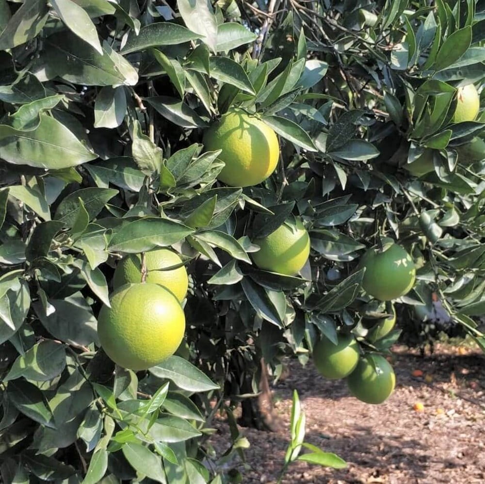 YEŞİL PORTAKAL -1KG