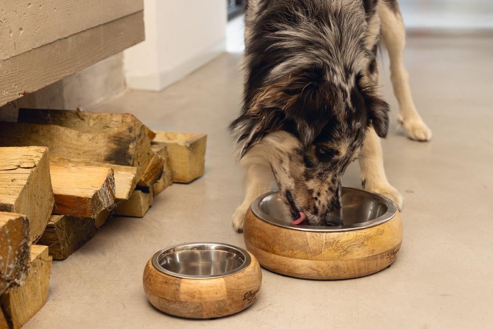 Beeztees DBL Köpek Mama Su Kabı, Dışı Masif Ahşap, Paslanmaz Çelik, 16,5cm, 650ml