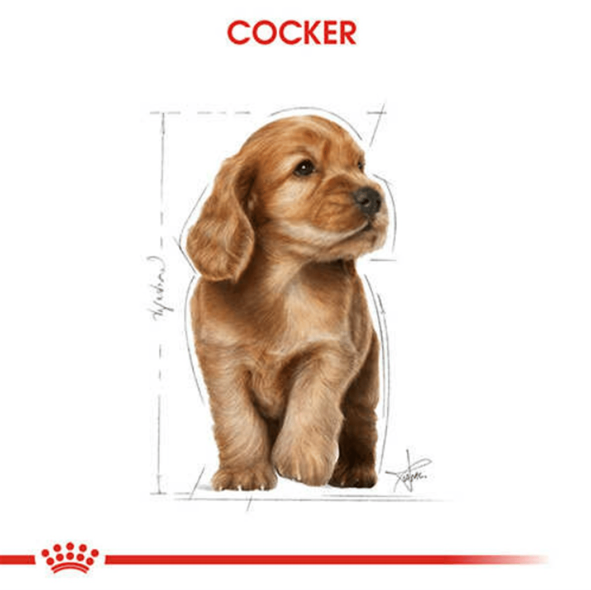 Royal Canin Cocker Yetişkin Köpek Maması 3 Kg