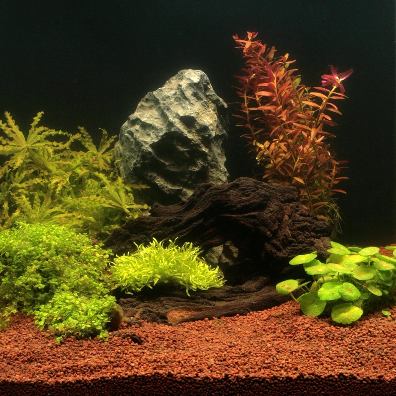 Jbl Manado 5l Bitki Kumu
