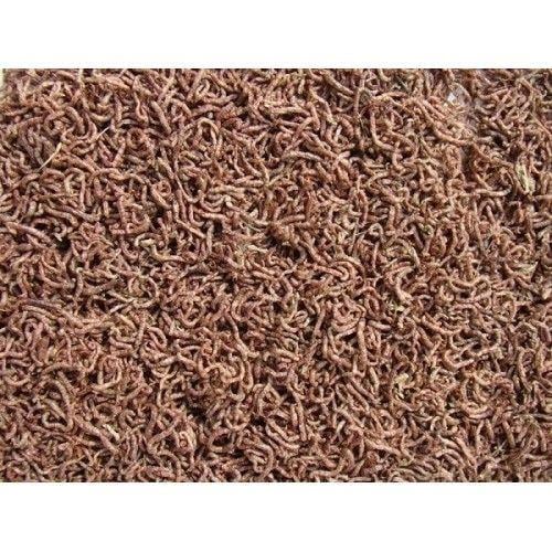 ROTIFİSH BLOODWORMS 100ML