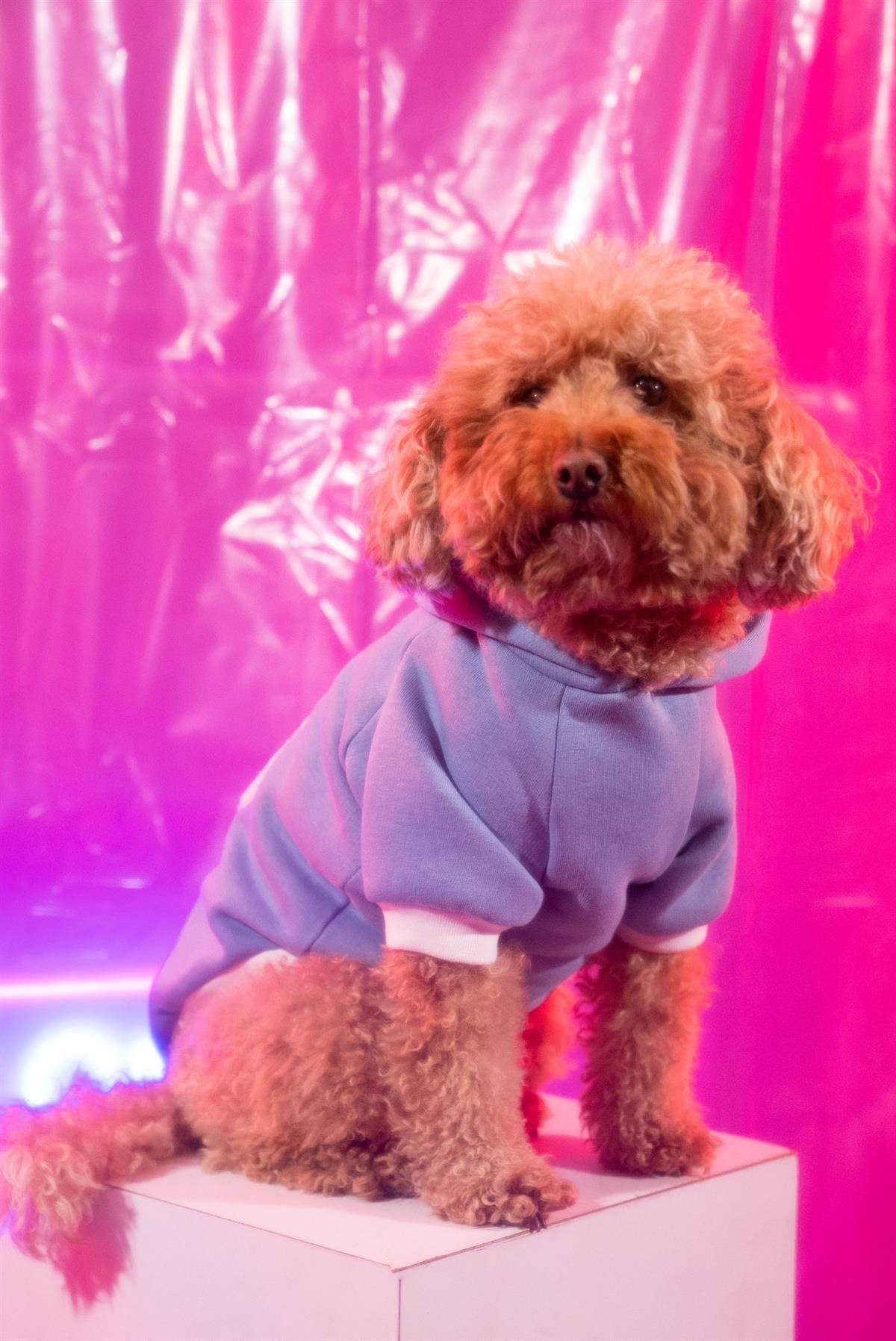 Cluf Way2Go Mavi Köpek Hoodie