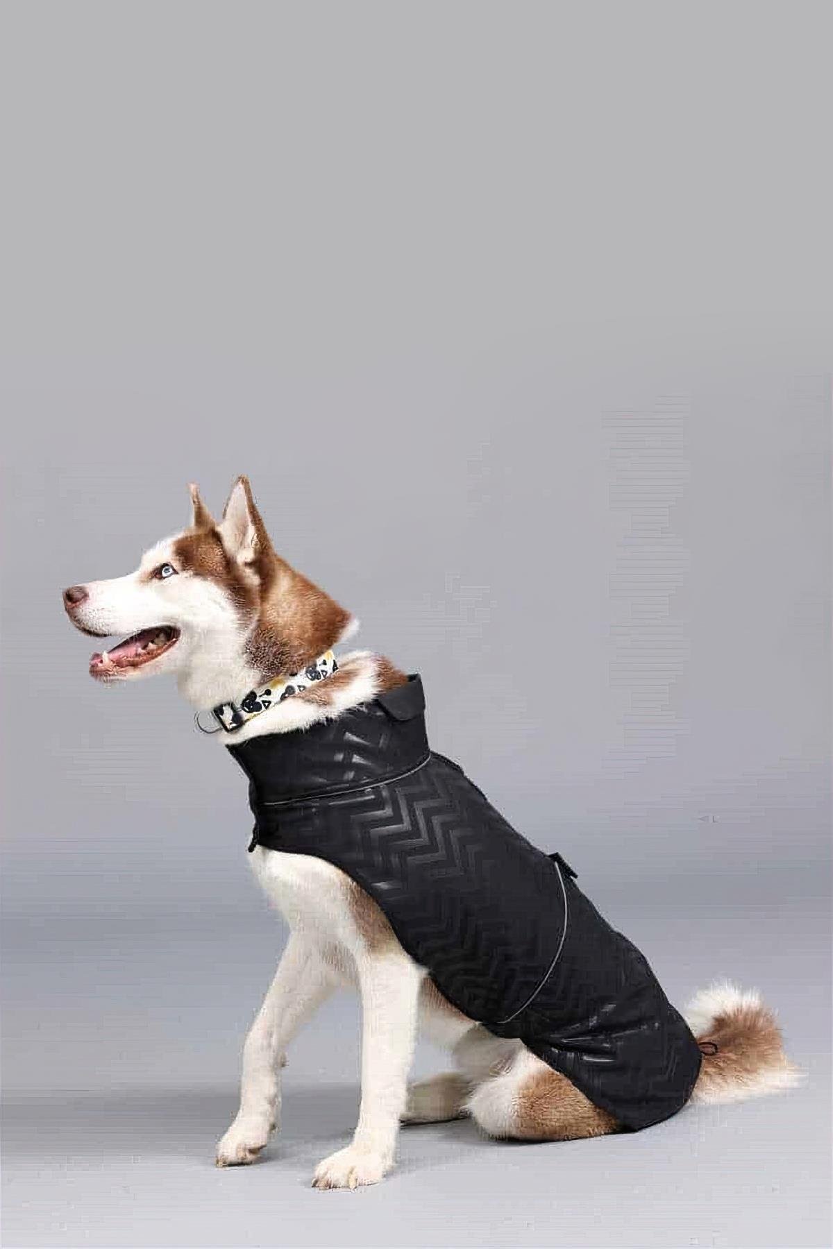 Lindodogs Softshell Black Stripe Small, Medium And Large Race Dog Rail