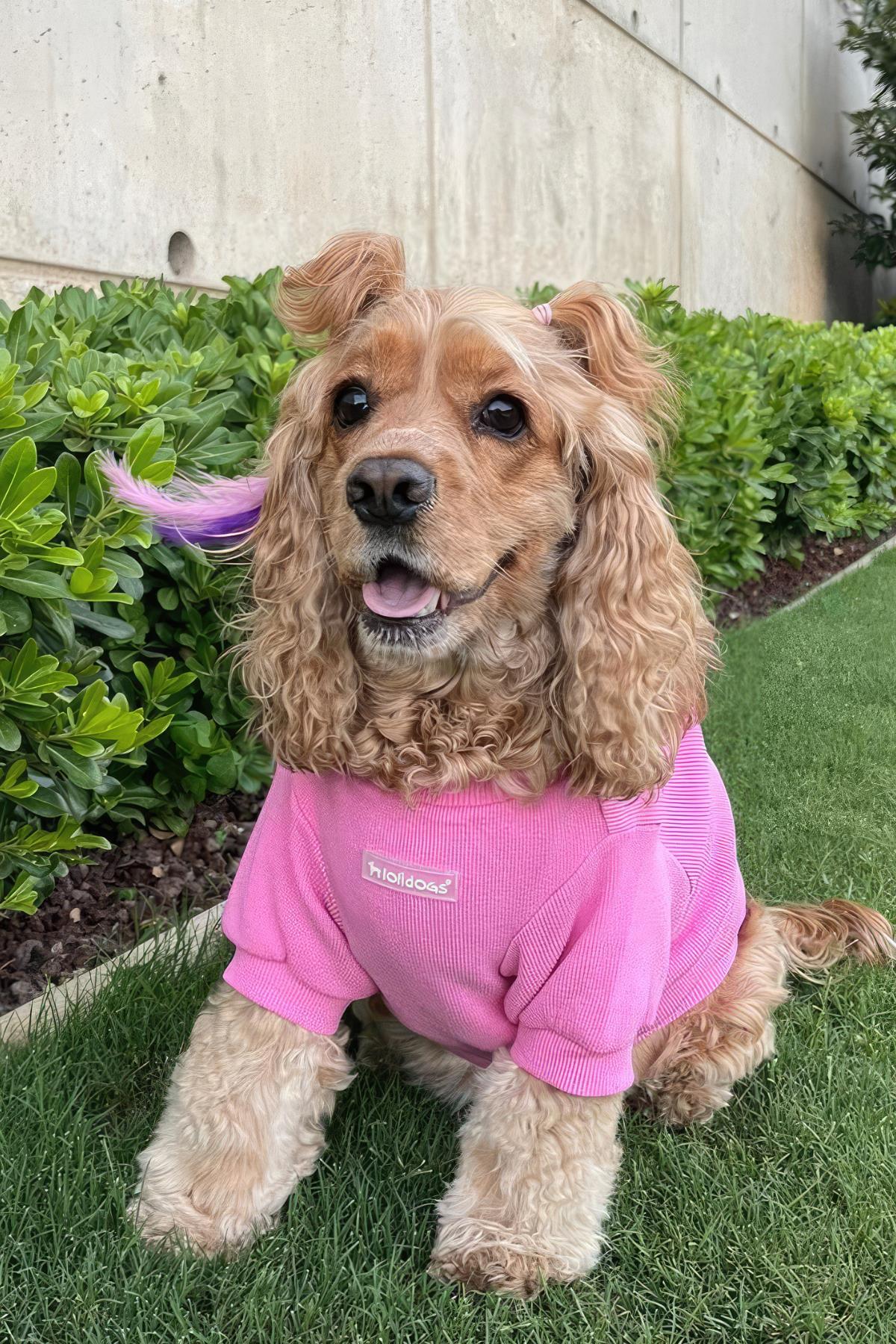 Lollidogs Basics - Kashkorse Dog Sweatshirtu Candy Candy Pink