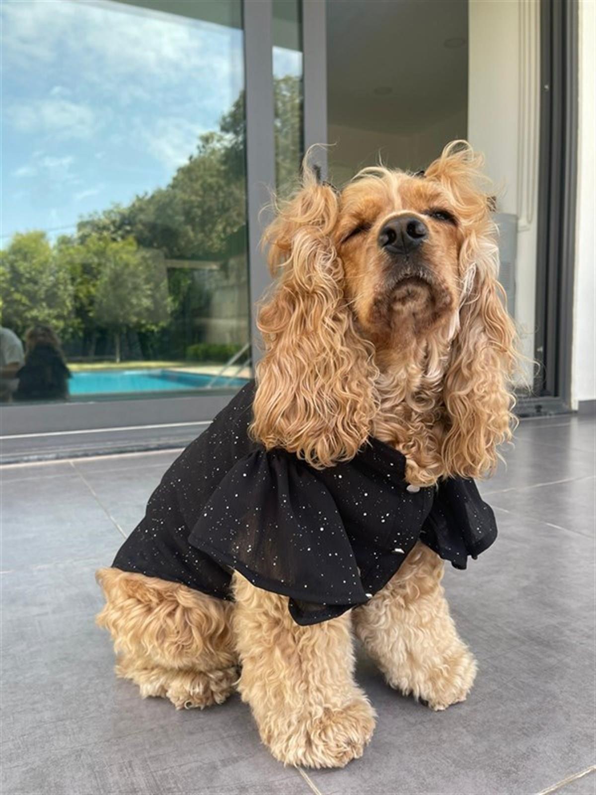 Lollidogs Hologram Glittering Ruffled Sleeve Dog Shirt Black