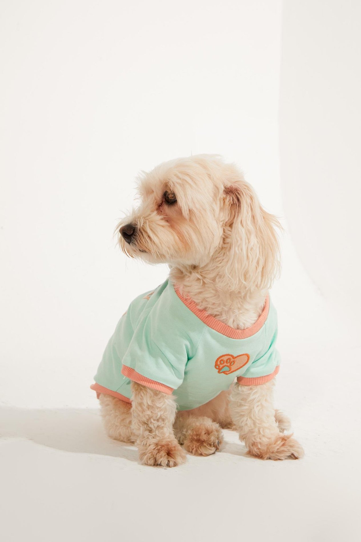 Lorico-Pet Amalfi T-Shirt - Su Yeşili Köpek T-shirt