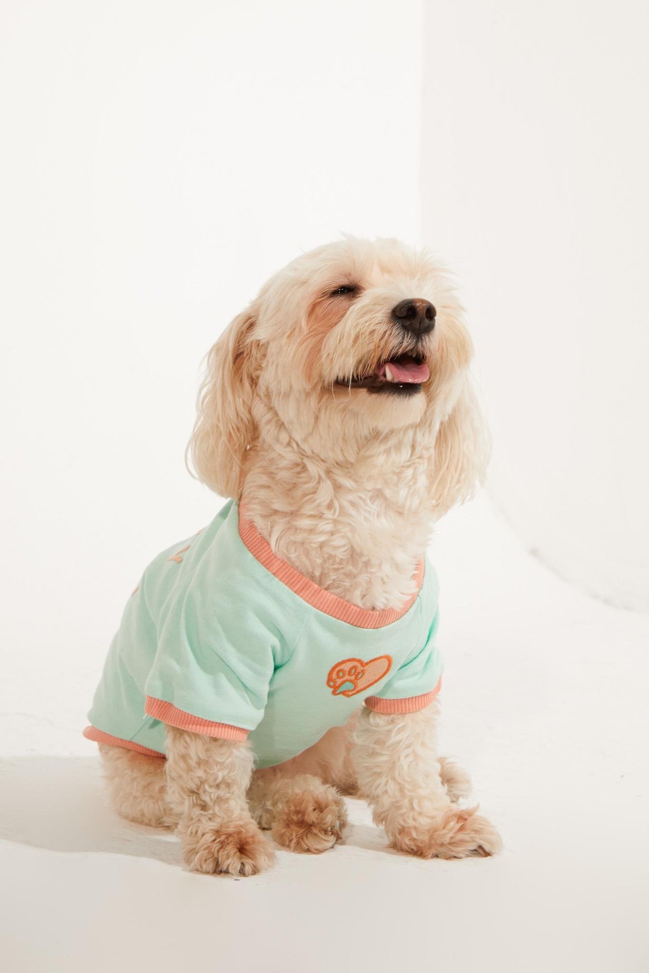Lorico-Pet Amalfi T-Shirt - Su Yeşili Köpek T-shirt