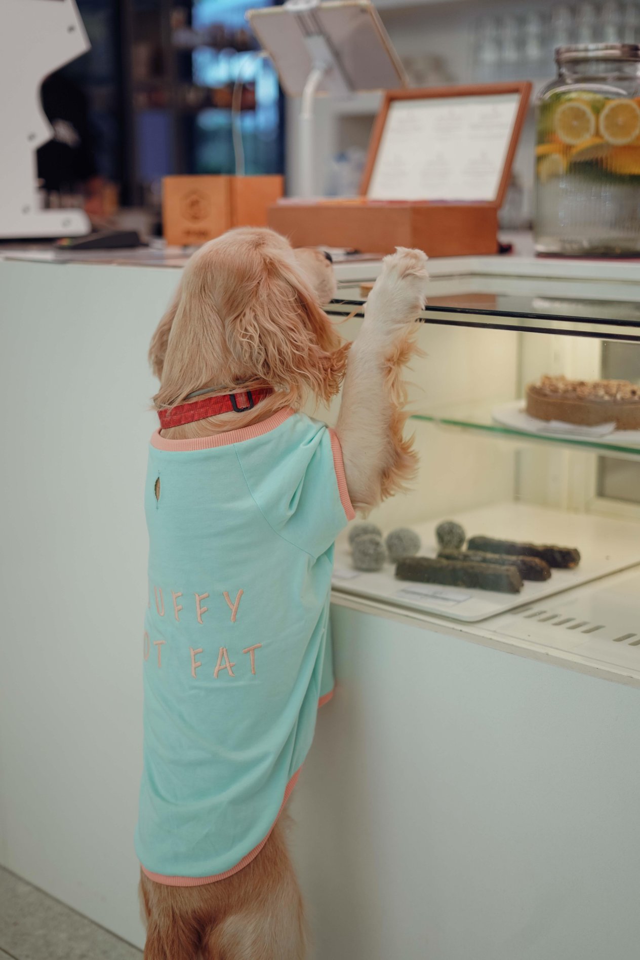 Lorico-Pet Amalfi T-Shirt - Su Yeşili Köpek T-shirt