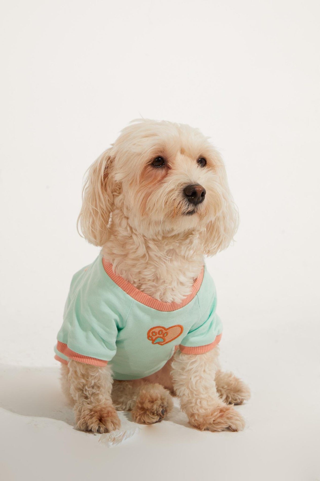 Lorico-Pet Amalfi T-Shirt - Su Yeşili Köpek T-shirt