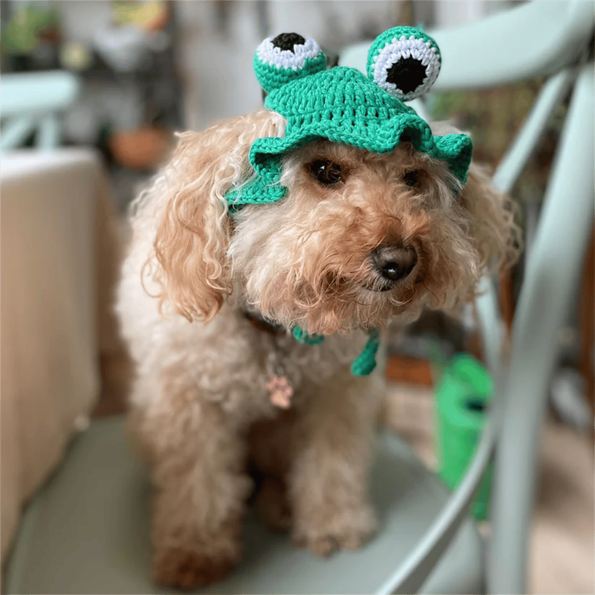 My Petit Paw Köpek Şapka - Frogy