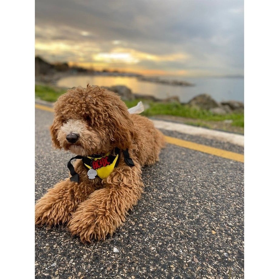 Pawlook Köpek Sırt Çantası Sarı