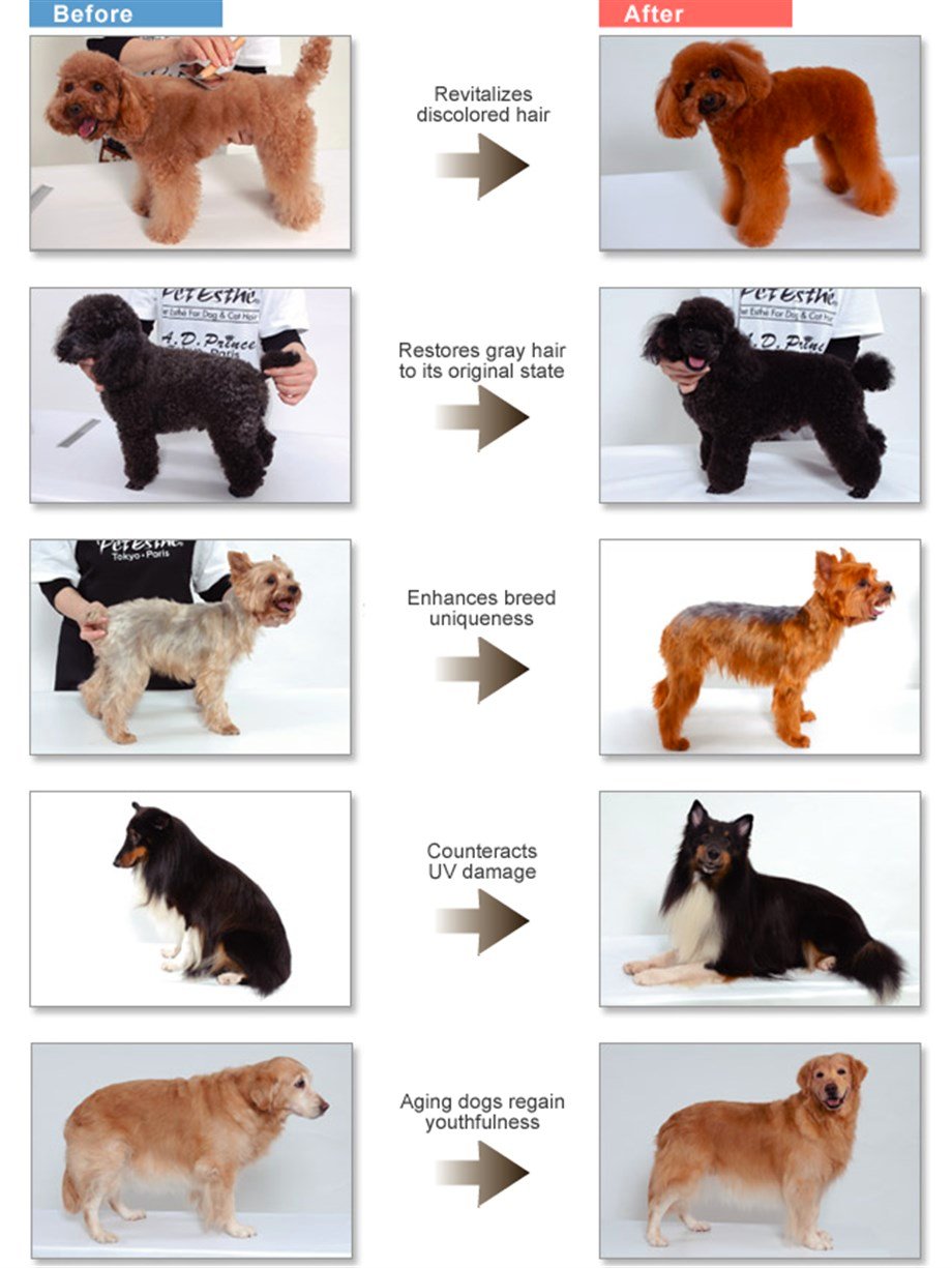 Pet Esthé Color Restoration System Chocolate Renk Onarımı Sistemi Koyu Kahverengi Köpekler için Şampuan 400 ml