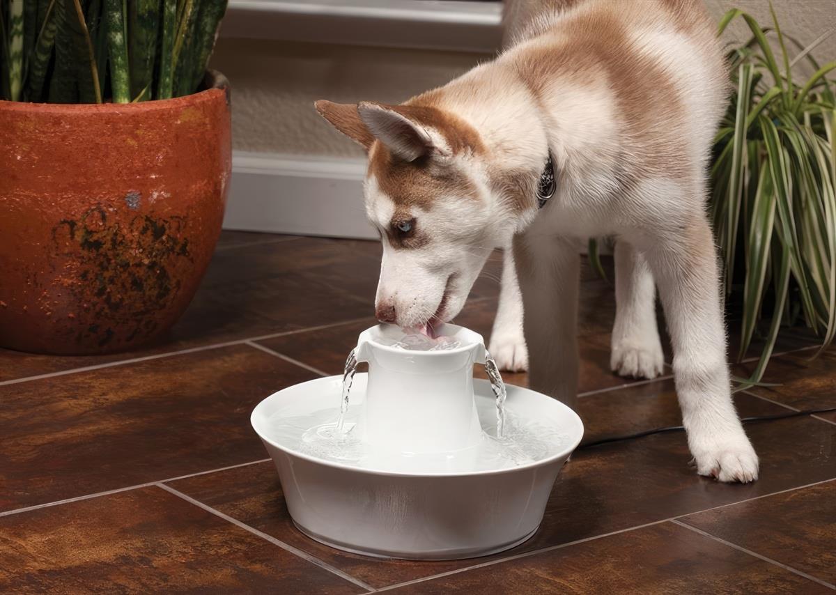 petsafe-drinkwell-avalon-kedi-ve-kopek--6078-.jpg