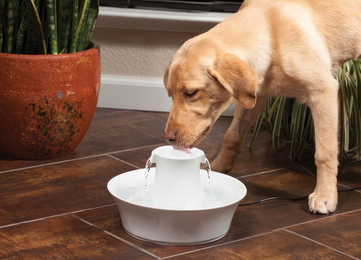 petsafe-drinkwell-avalon-kedi-ve-kopek-12-332.jpg