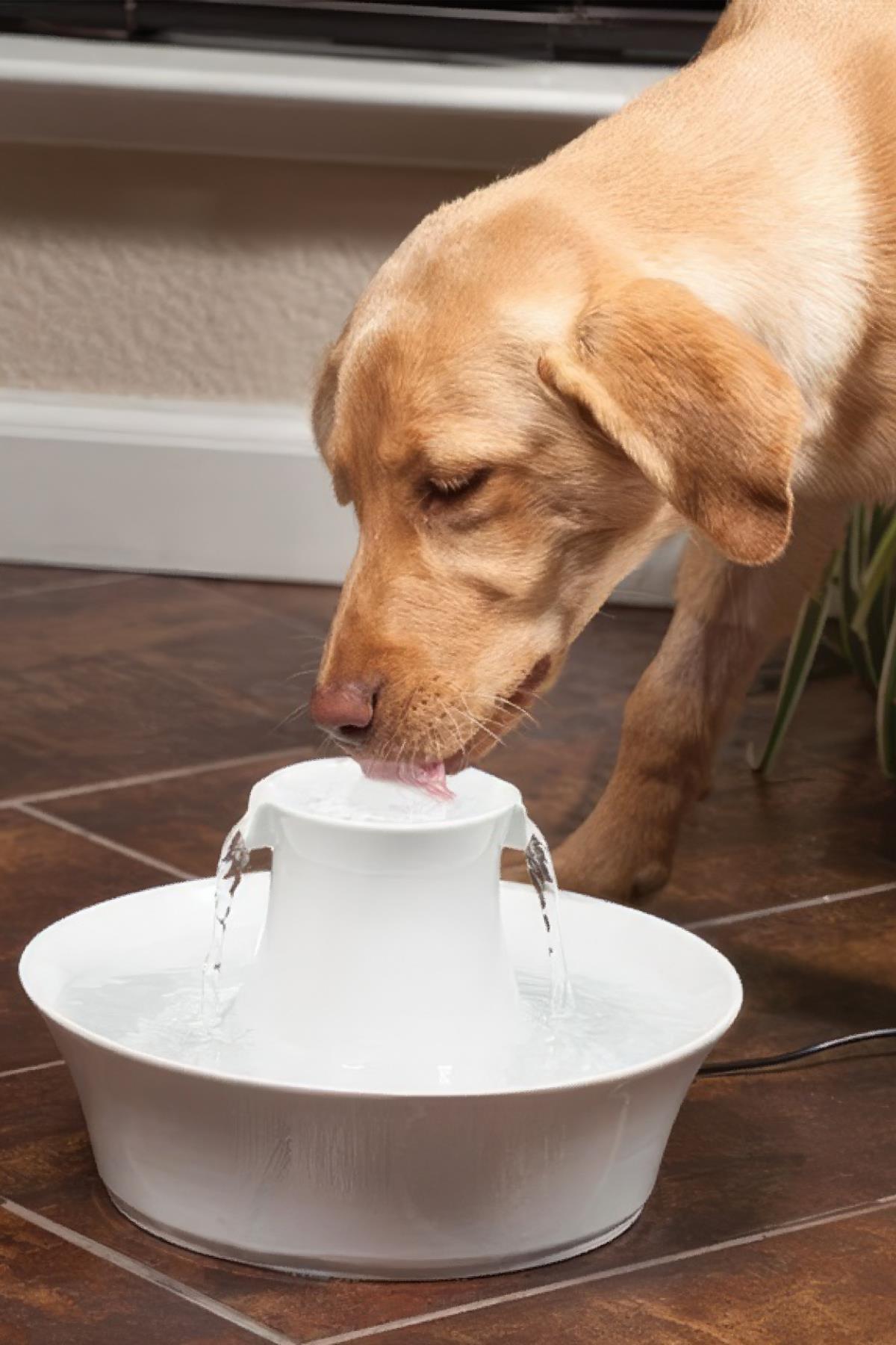 petsafe-drinkwell-avalon-kedi-ve-kopek-e1-93f.jpg