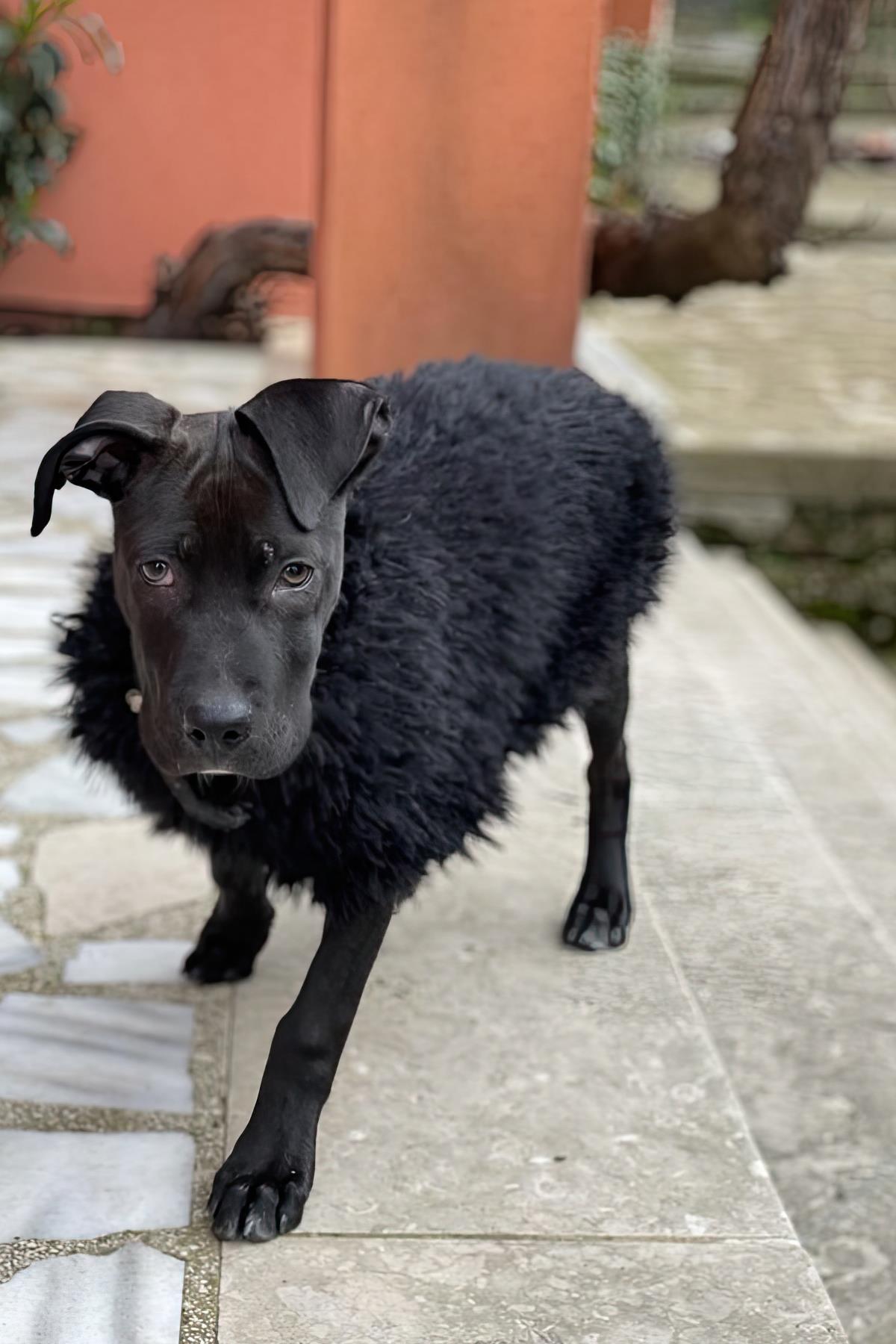 St. Pia Fluffy Jumper Dog Swear Black