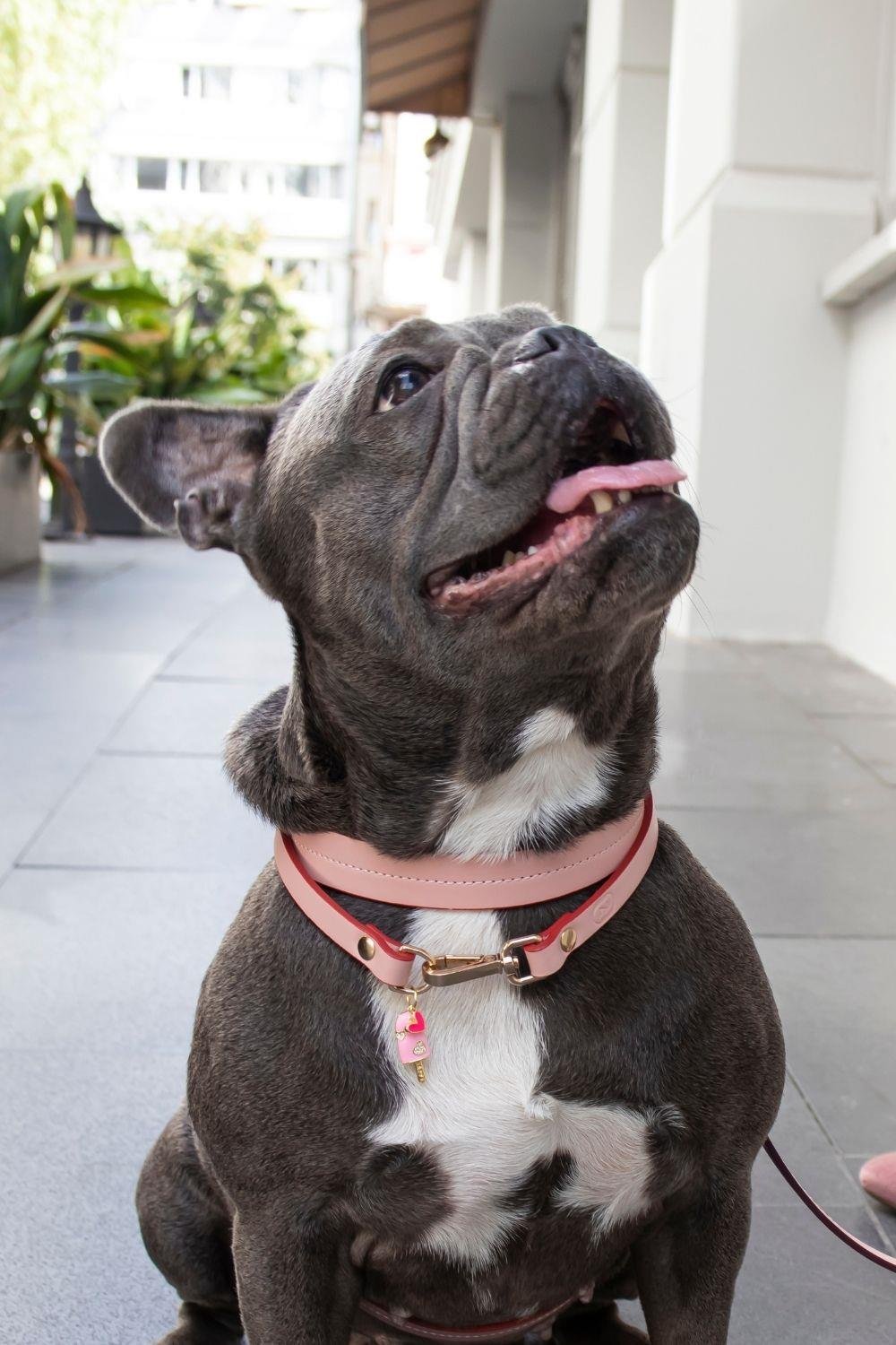 Zoe Pet Atelier Charm Boyun Tasması - Pembe