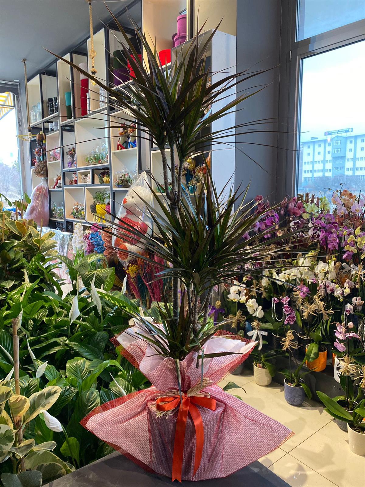 3' Lü Marginata 