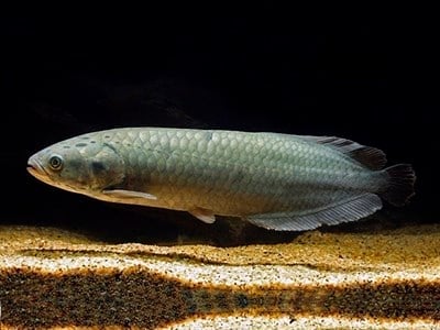 AFRİKAN AROWANA