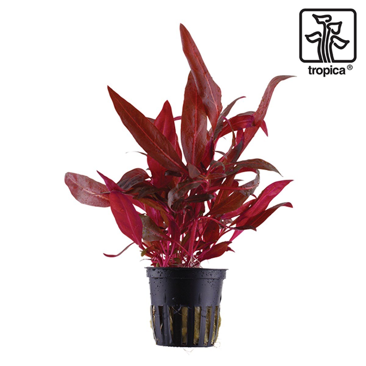 Alternanthera reineckii 'Rosanervig' (Saksı)023D