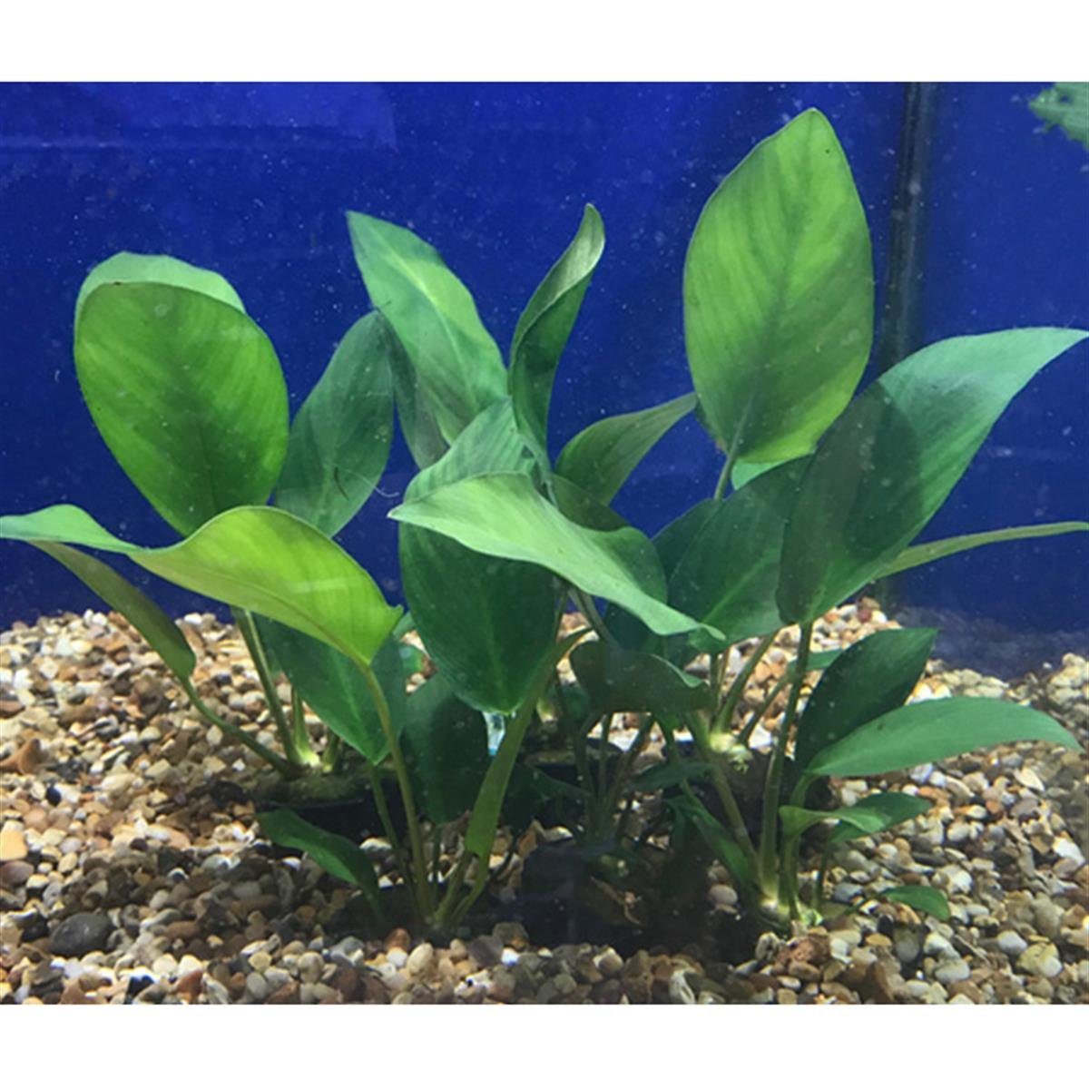 Anubias Hastifolia XL BoyHastifolia-XL-Boy