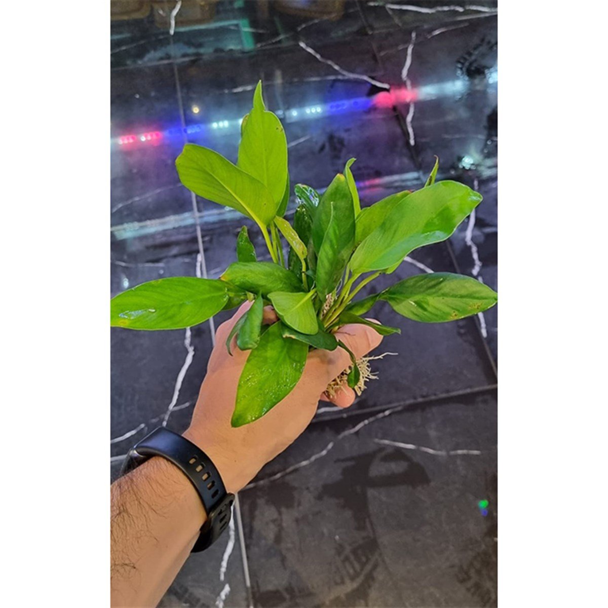 Anubias Hastifolia XL BoyHastifolia-XL-Boy