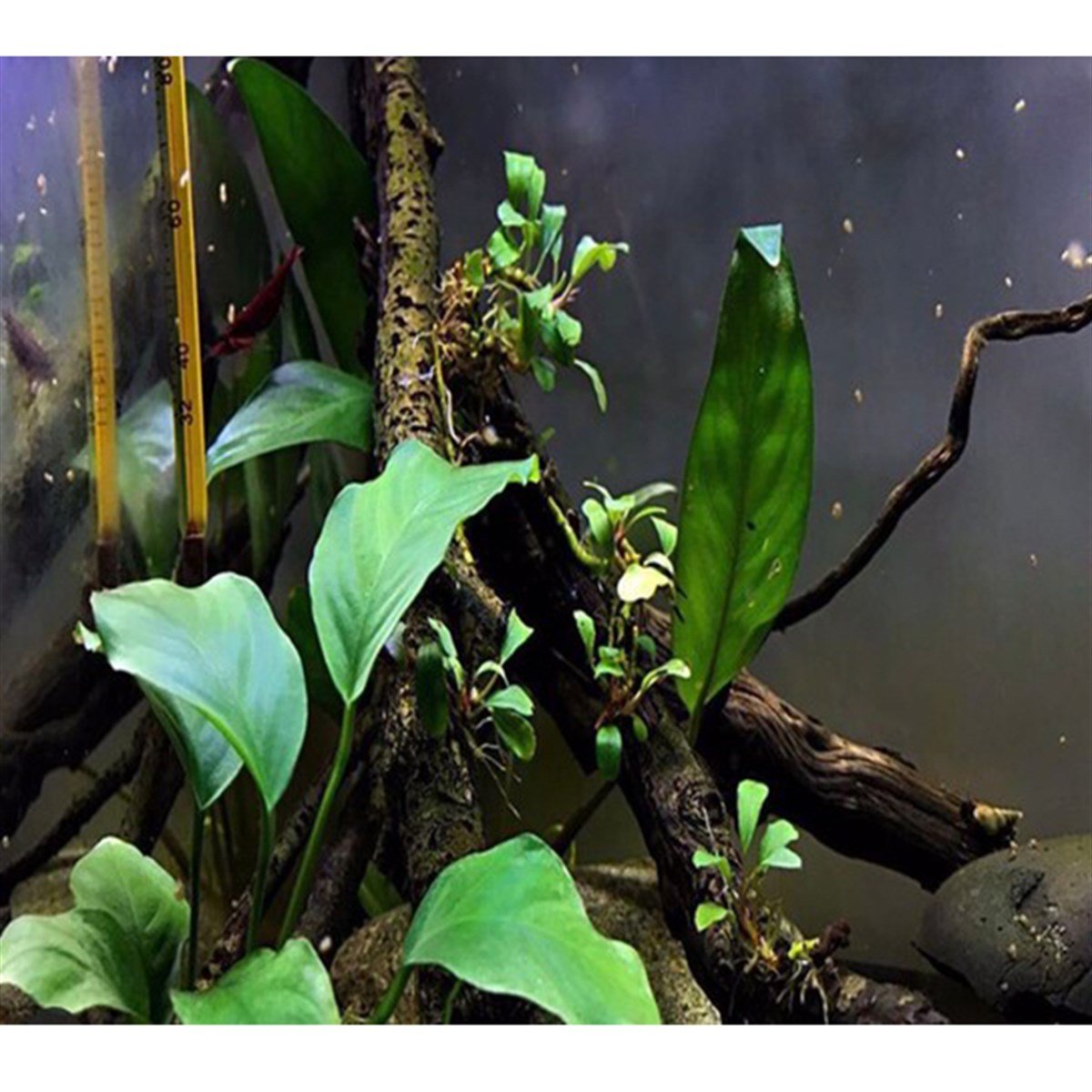 Anubias long wavySP1615