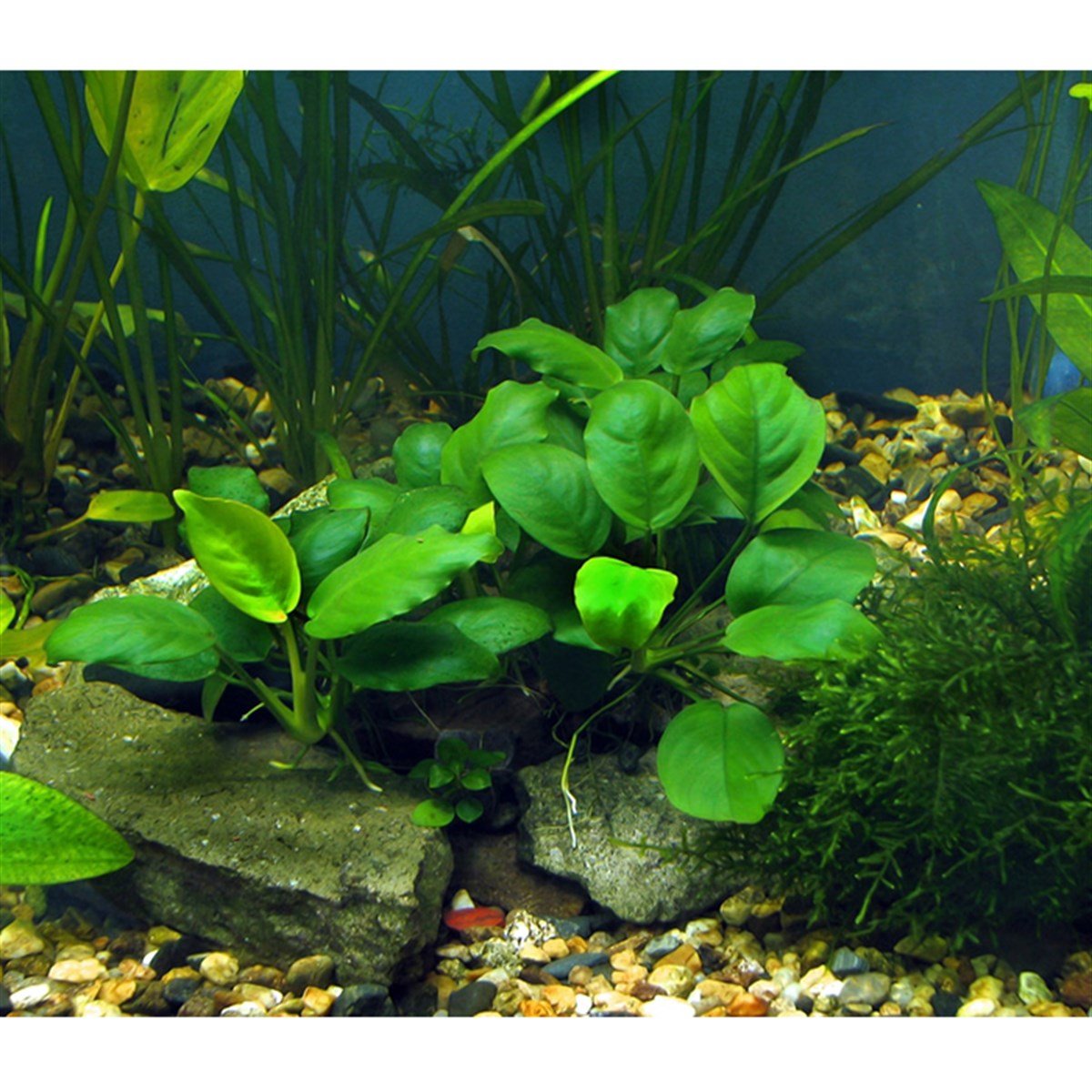 Anubias nana 
