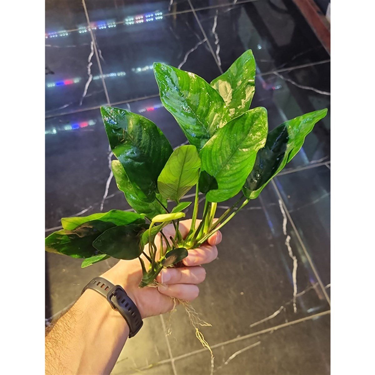 Anubias nana 