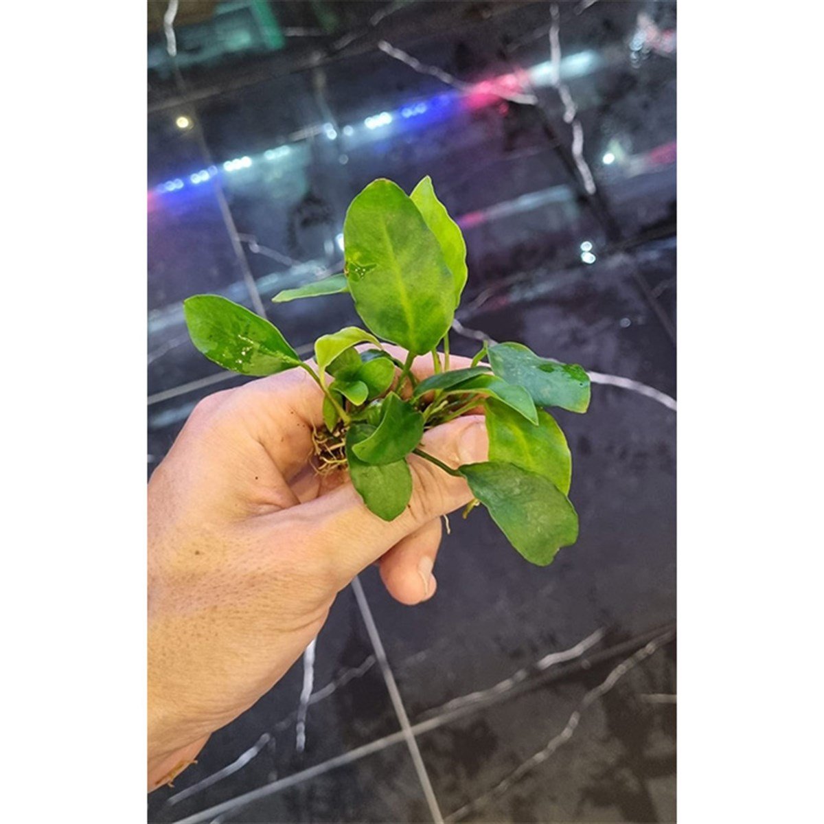 Anubias Nana M BoyNana-M-Boy