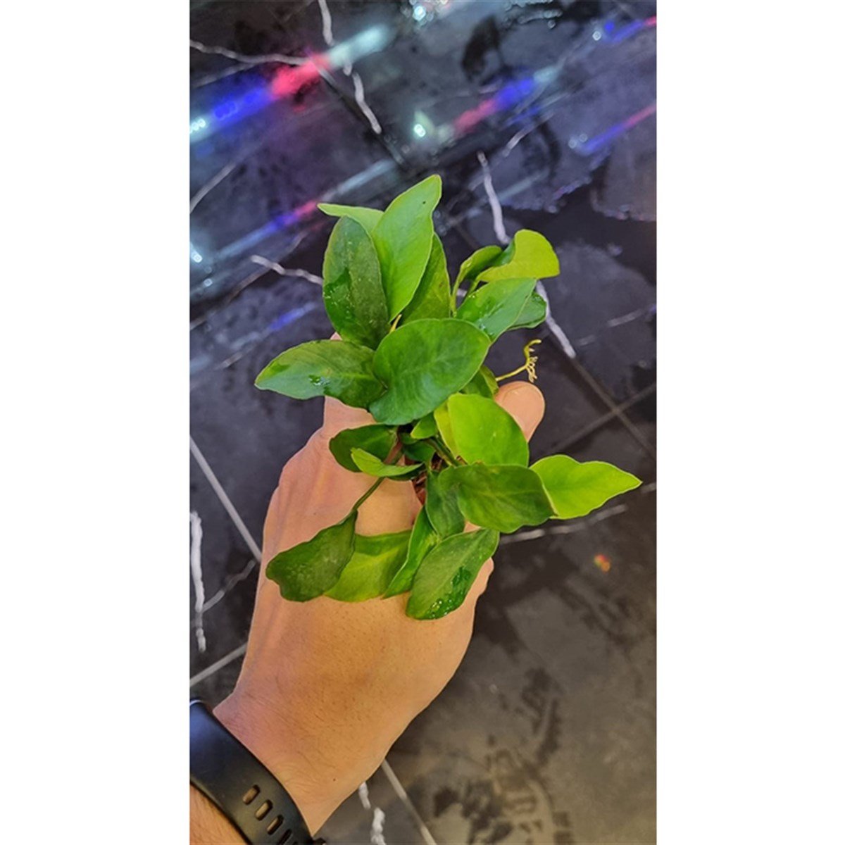 Anubias Nana M BoyNana-M-Boy