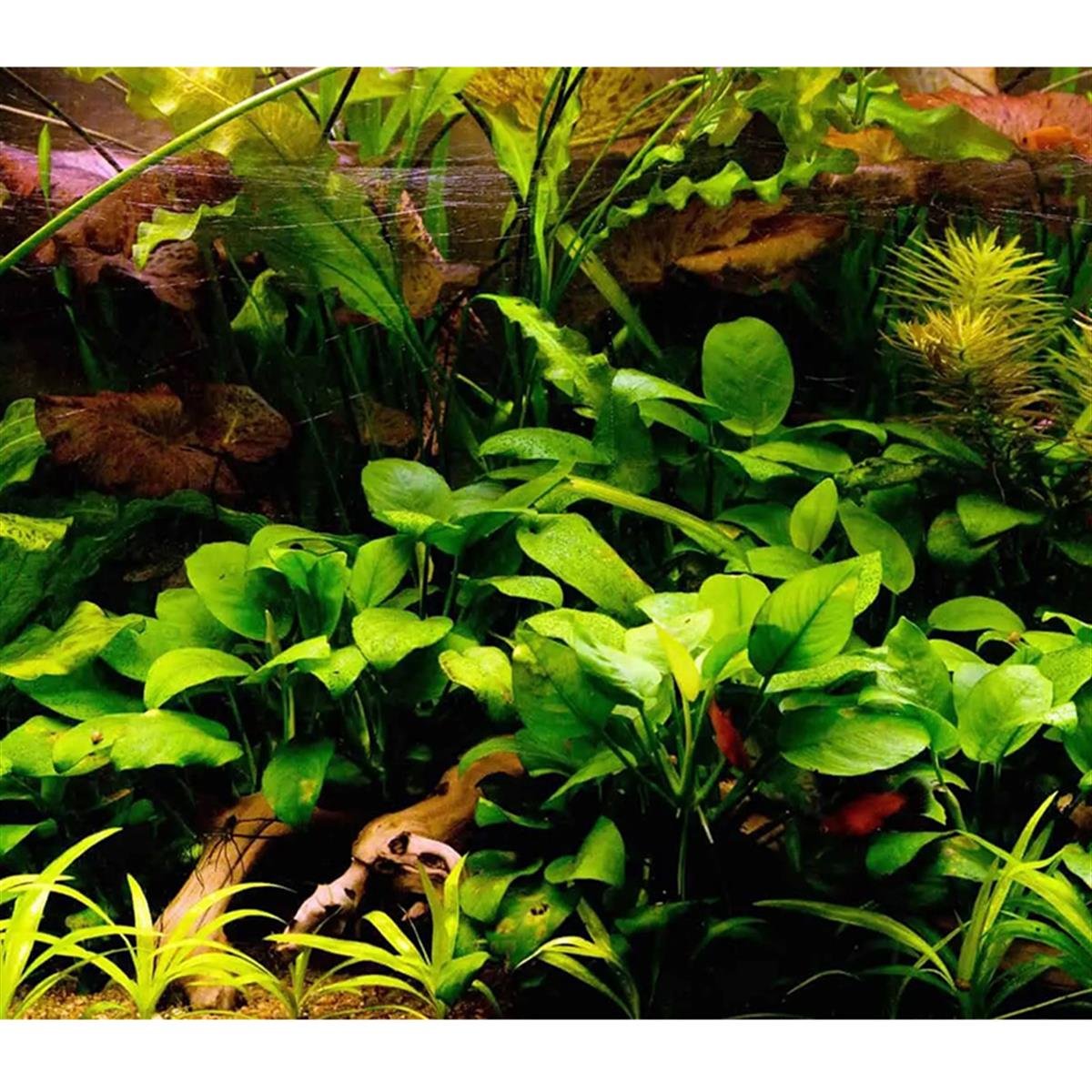 Anubias Nana M BoyNana-M-Boy