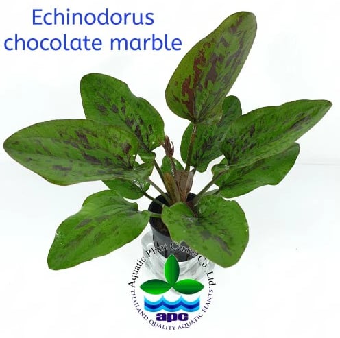 APC-ECHİNODORUS CHOCOLATTE MARBLE SAKSIP535