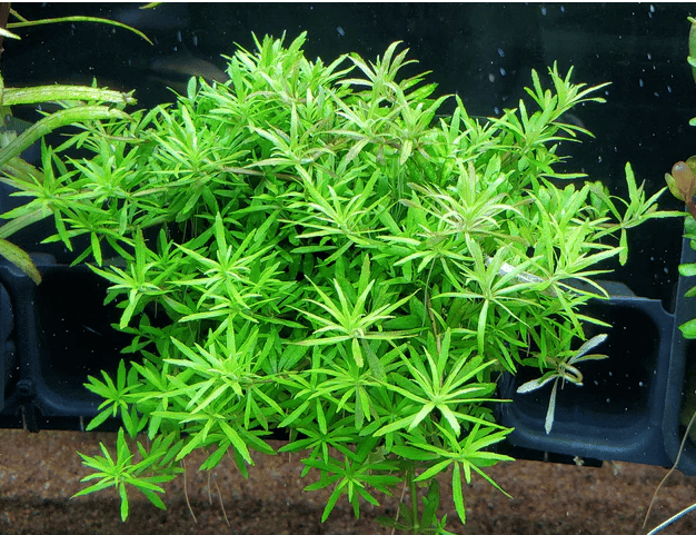 APC-LİMNOPHİLA HETEROPHYLLA MİNİ VİETNAMB395