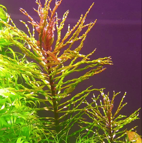 APC-LUDWİGİA İNCLİNATA VAR. VERTİCİLLATA CURLY T/C CUPLC534